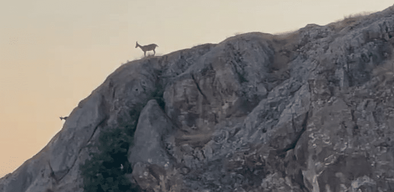 Elazığ Harput'ta Koruma Altındaki Dağ Keçileri Sürü Halinde Görüntülendi
