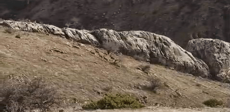 Elazığ'da Nesilleri Tehlike Altında Olan Dağ Keçileri: Şehir Merkezinde Görüntülendi!